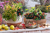 Abelia grandiflora 'Kaleidoscope' and Jerusalem cherry (Solanum pseudocapsicum)