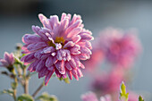 Pink autumn chrysanthemum in hoarfrost