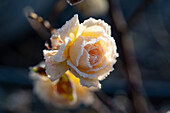 Gefrorene Rosenblüten