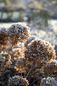 Snowball hydrangea - Hydrangea arborescens 'Annabelle