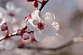 Zweig mit Blüten der Blutpflaume (Prunus cistena)