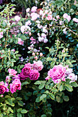 Rose garden