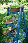 Potted plants on blue ladder in the garden