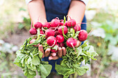 Hands of woman harvesting fresh radishes at vegetable garden