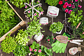 Pflanzen von Kräutern und Blumen in Vintage-Lagertöpfe für die Indoor-Landwirtschaft