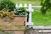 Wooden raised bed with 'Sweet Tea' foam bells, 'Jack Frost' Caucasian forget-me-not and boxwood ball