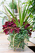 Großes Pflanzgefäß mit Coleus (Solenostemon) auf Holzterrasse