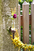 Purple pompom dahlia in a glass bottle with garland of goldenrod