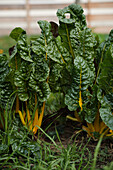Yellow chard in the garden bed