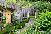 Cobbled garden path, low hedges and wisteria along the path