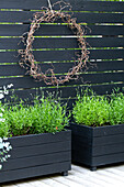 Lavender in black-painted wooden boxes, wreath of witch hazel on a black wooden privacy screen