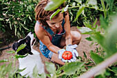Erwachsene Frau mit Border-Collie mit Tomate während der Arbeit im Gemüsegarten