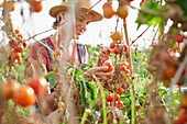 Junglandwirt, der reife Tomaten auswählt