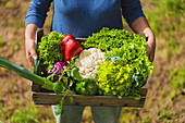 Wooden crate of green vegetables held by woman in garden