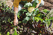 Frau mit Blumenkohl beim Gemüsepflücken im Garten