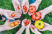 Hands of five people holding various sorts of tomatoes