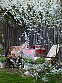 Alte Stühle und Tisch unter blühendem Baum im Garten