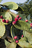 Kaktusfeigen an der Pflanze