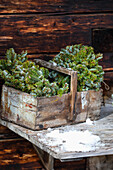 Conifer branches in a wooden box