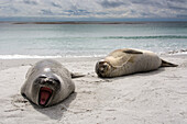 Young southern elephant seals resting on a beach