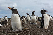 Gentoo penguin colony