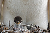 Gentoo penguin with its chick