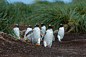 Gentoo penguin walking to the beach