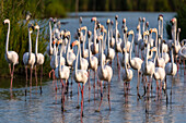 Flock of greater flamingos walking in a lagoon
