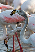 Flock of greater flamingos feeding in a lagoon