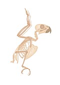 Avian skeleton, illustration