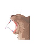 Cat bite, illustration