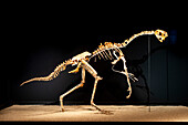 Citipati osmolskae dinosaur skeleton