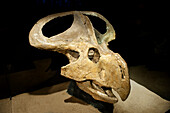 Protoceratops andrewsi skull