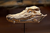 Smooth-fronted caiman skull