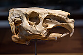 Capybara skull