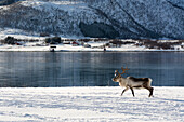 Reindeer in snowy landscape