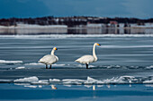 Two whooper swans