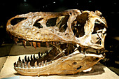 Tarbosaurus bataar dinosaur skull