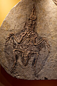 Fossil Confuciusornis prehistoric bird