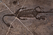 Fossil Keichousaurus marine reptile
