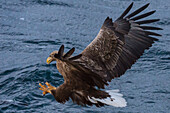 White-tailed sea eagle swooping down to catch a fish