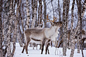 Reindeer in a snowy forest