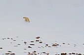 Lone polar bear at Wilhelmoya island, Svalbard, Norway