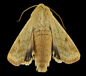 Corn earworm moth