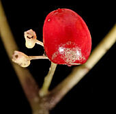 American ginseng (Panax quinquefolius) berry
