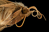 Velvetbean moth