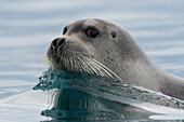 Bearded seal swimming in Arctic waters