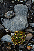Tufted saxifrage in a rocky terrain (Saxifraga cespitosa)