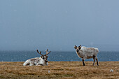 Svalbard reindeers by the sea