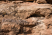 Fossilised dinosaur bone, Utah, USA